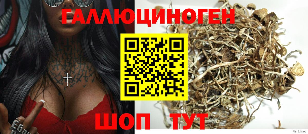 Псилоцибиновые грибы мицелий Тихвин